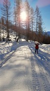 51 La stella del sole tra i larici